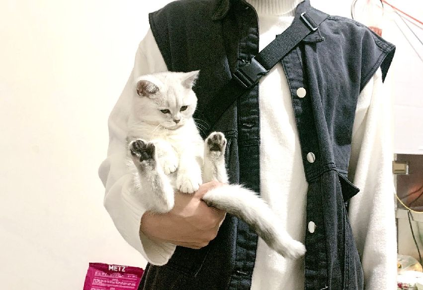 猫图片|宠物猫|猫咪|