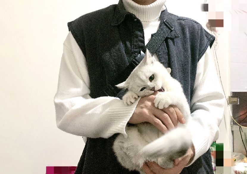 猫图片|宠物猫|猫咪|