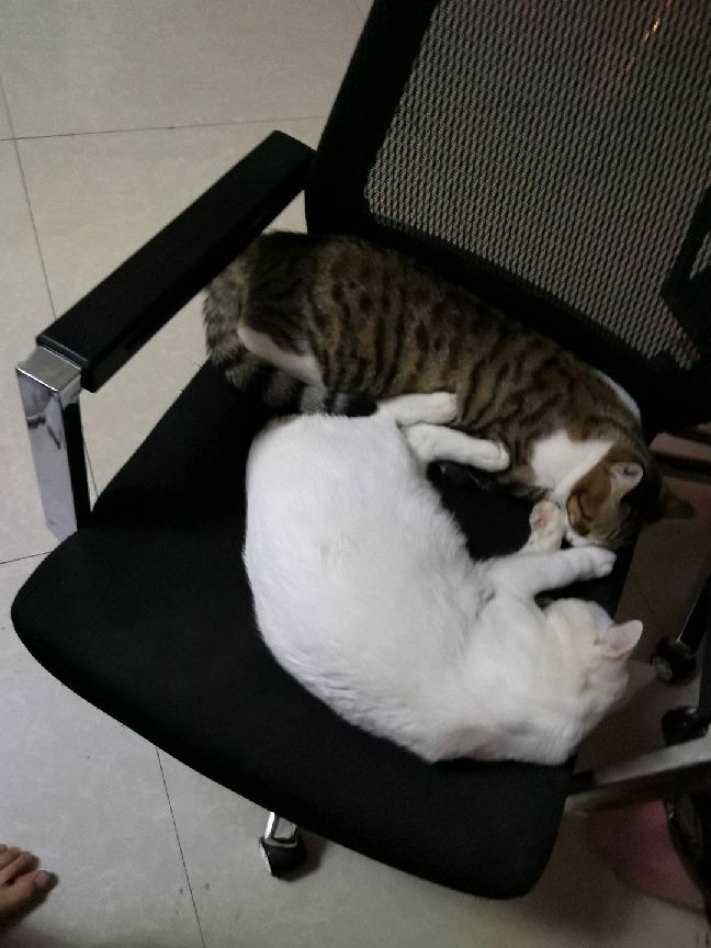 猫图片|宠物猫|猫咪|