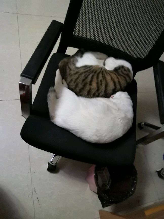 猫图片|宠物猫|猫咪|