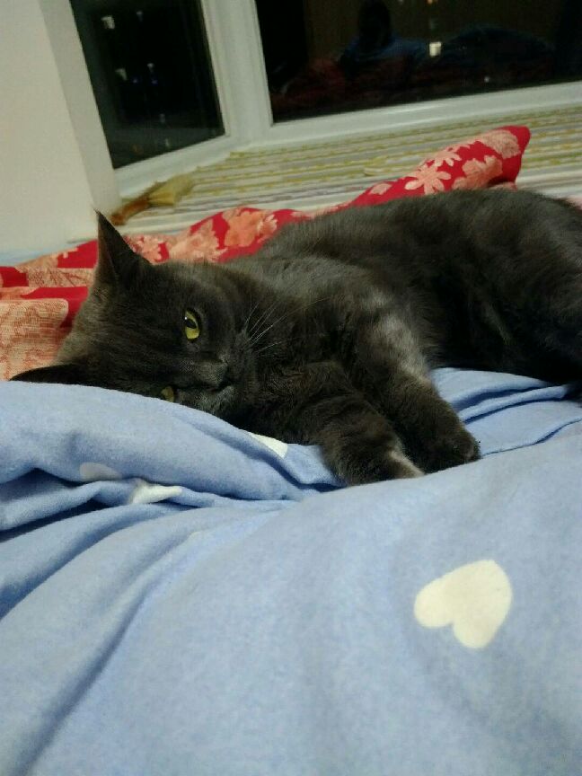 猫图片|宠物猫|猫咪|