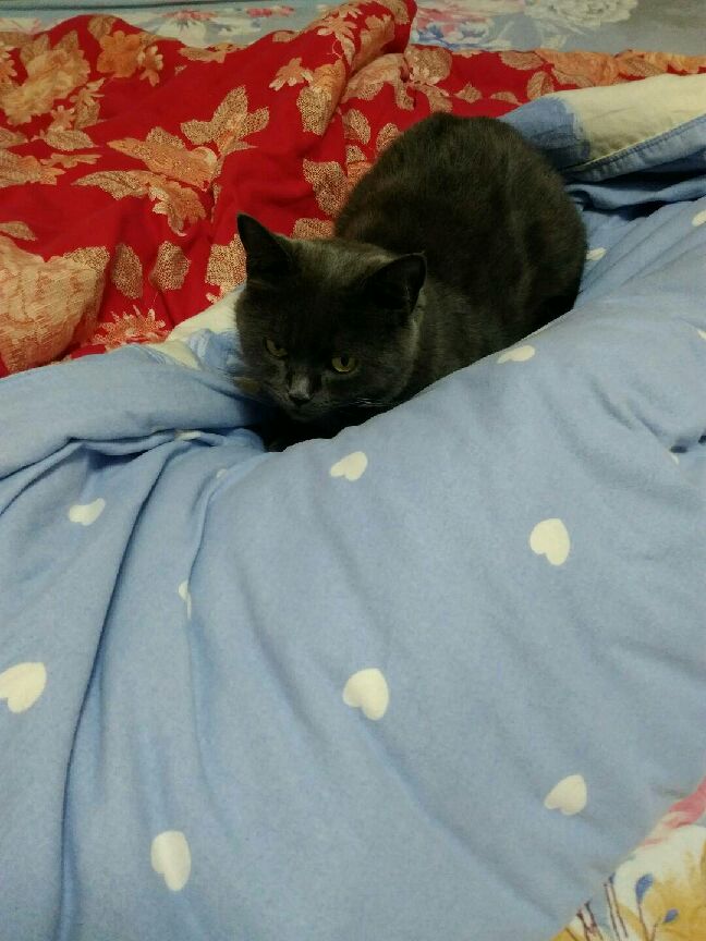 猫图片|宠物猫|猫咪|