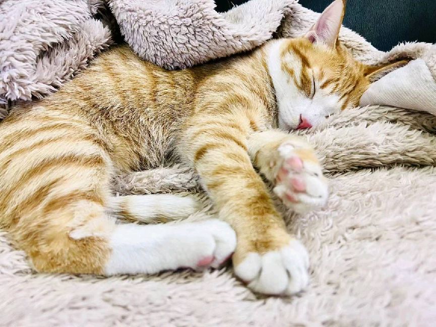 猫图片|宠物猫|猫咪|