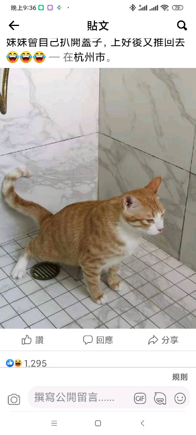 猫图片|宠物猫|猫咪|