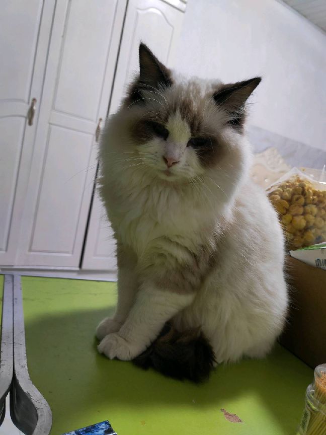 猫图片|宠物猫|猫咪|