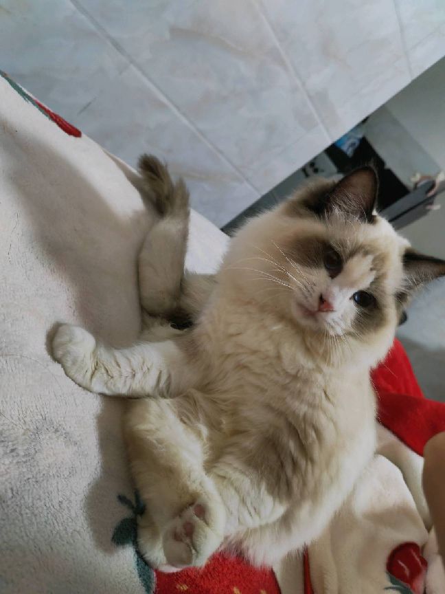 猫图片|宠物猫|猫咪|