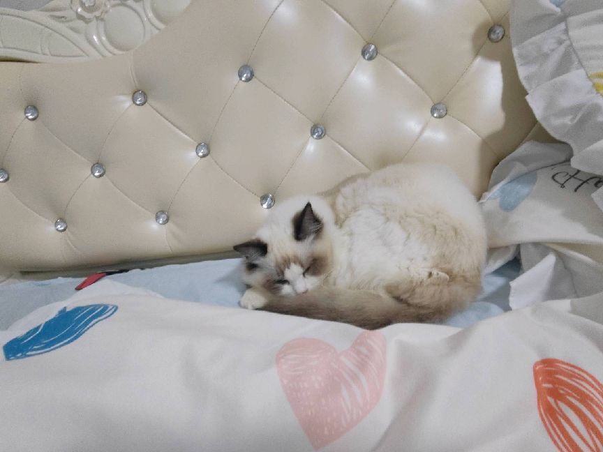 猫图片|宠物猫|猫咪|