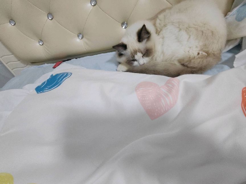 猫图片|宠物猫|猫咪|