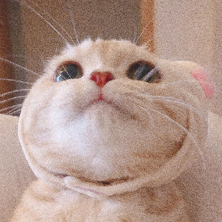 猫图片|宠物猫|猫咪|