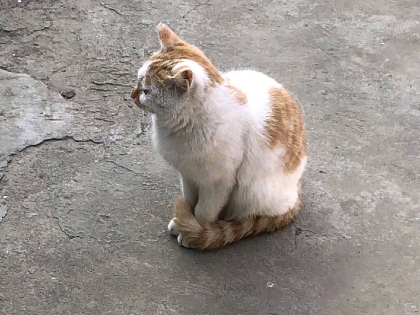 猫图片|宠物猫|猫咪|