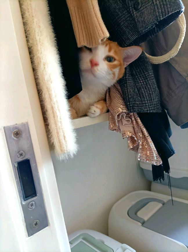 猫图片|宠物猫|猫咪|