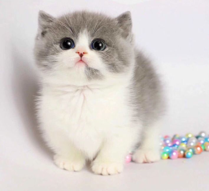 猫图片|宠物猫|猫咪|