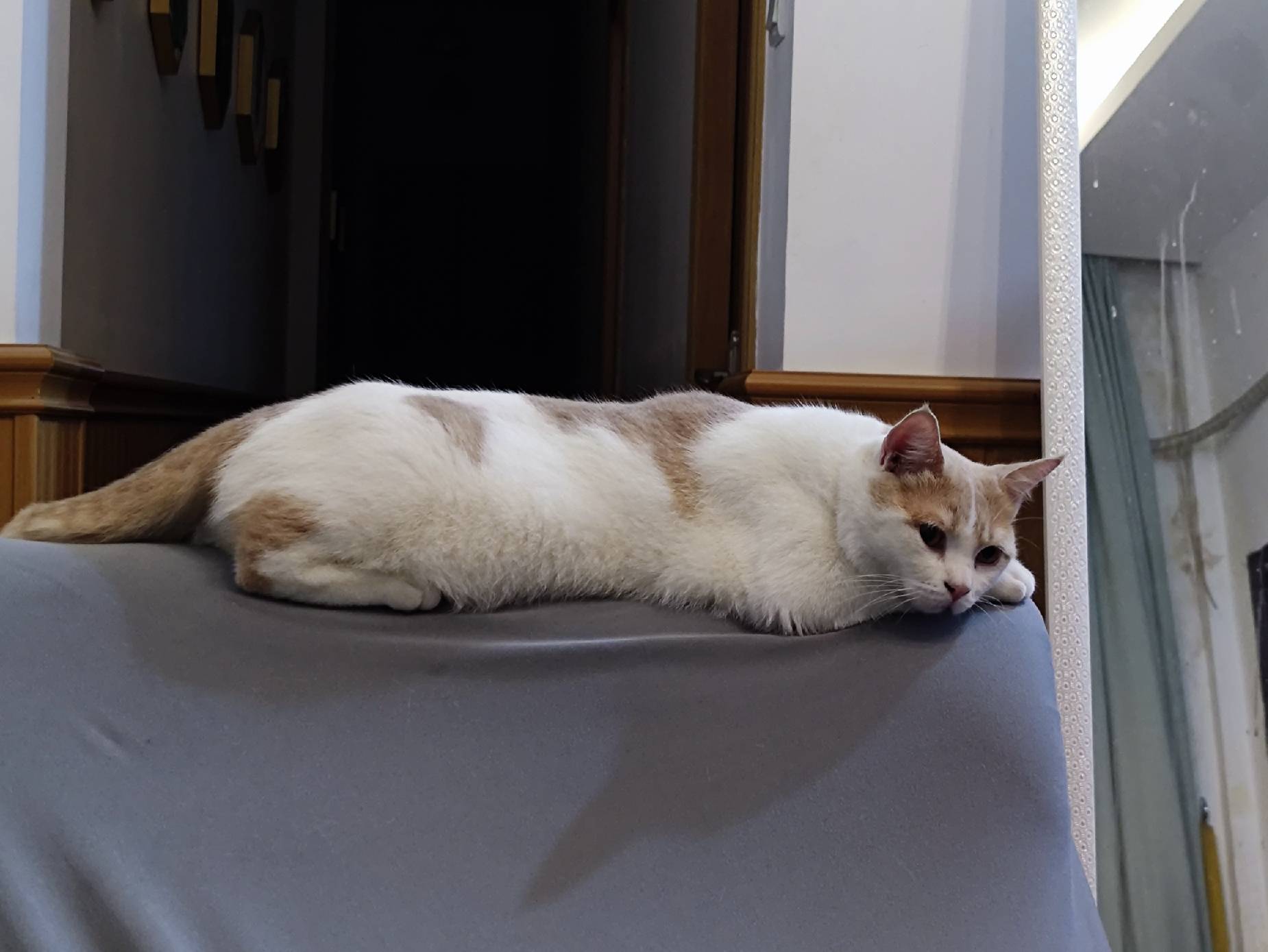 猫图片|宠物猫|猫咪|