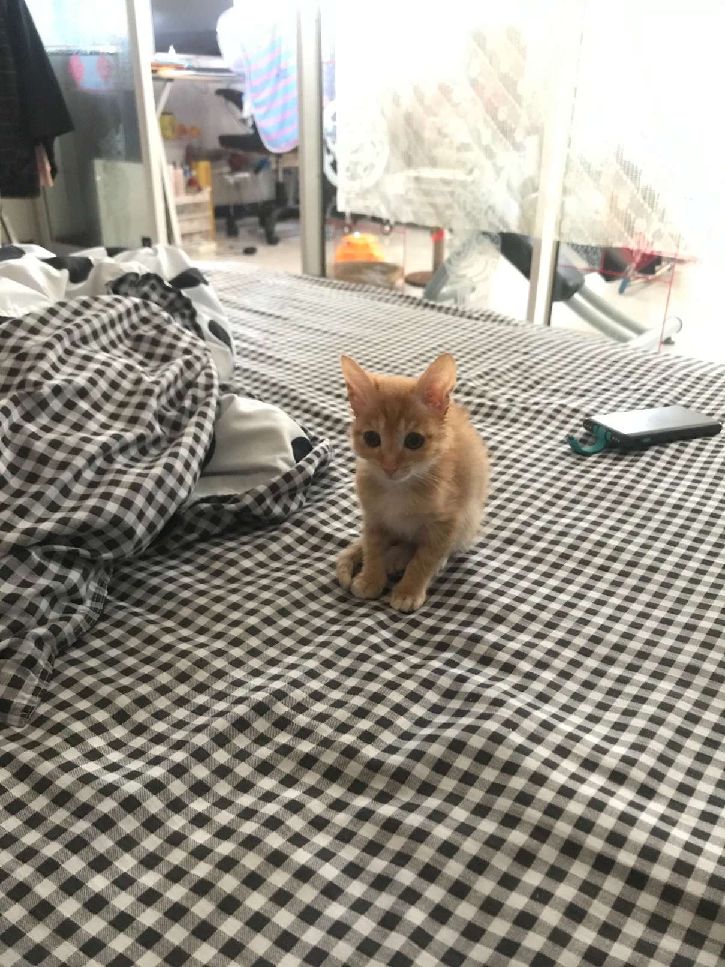 猫图片|宠物猫|猫咪|