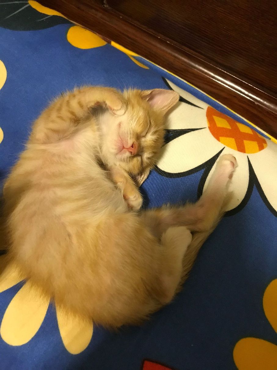 猫图片|宠物猫|猫咪|