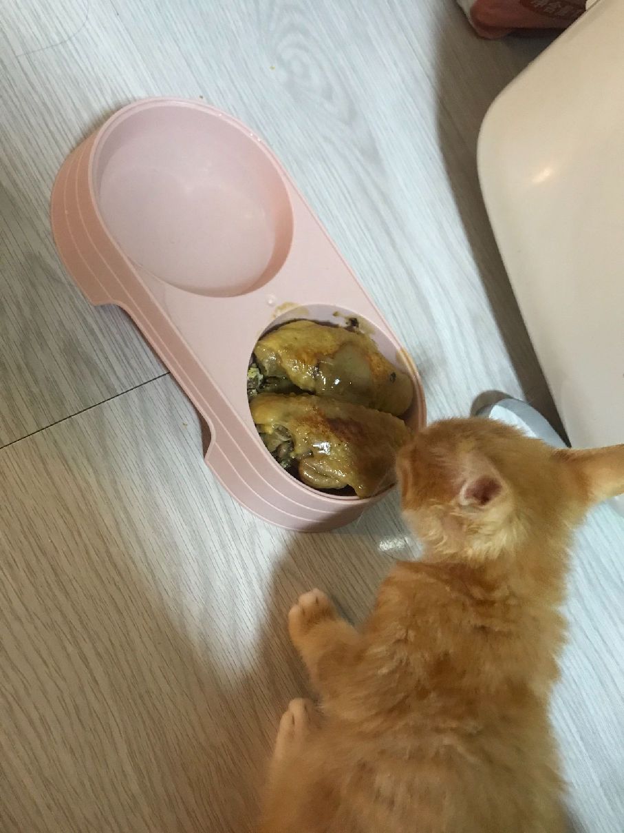 猫图片|宠物猫|猫咪|