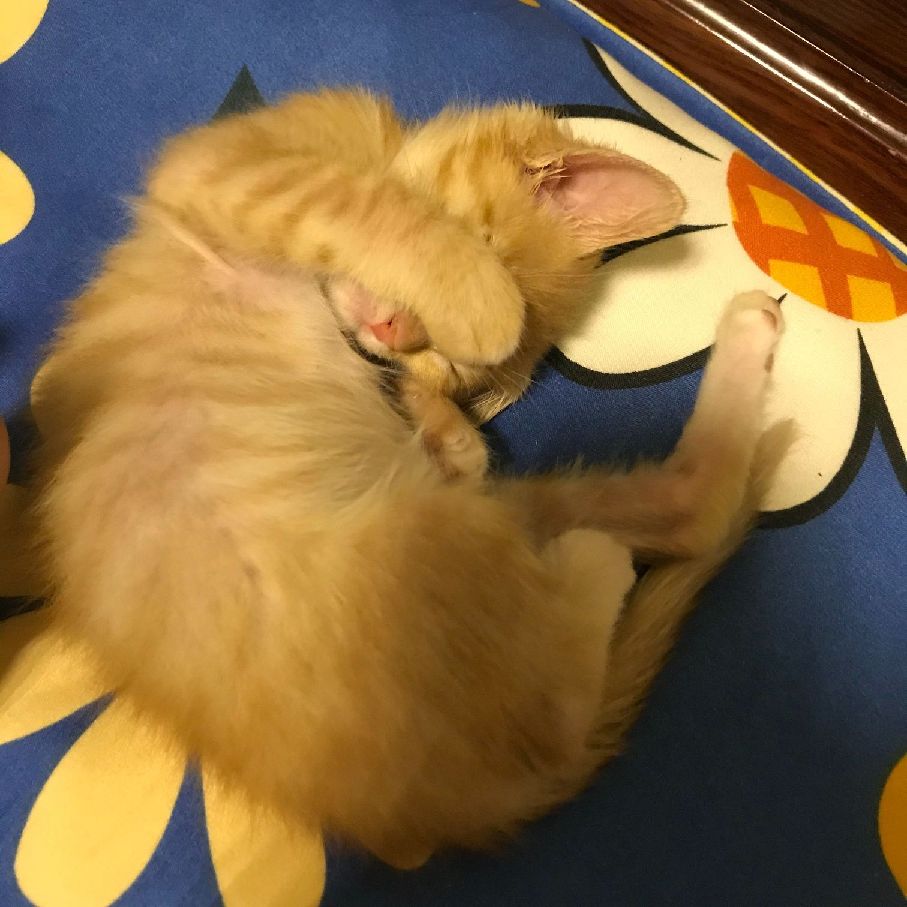 猫图片|宠物猫|猫咪|