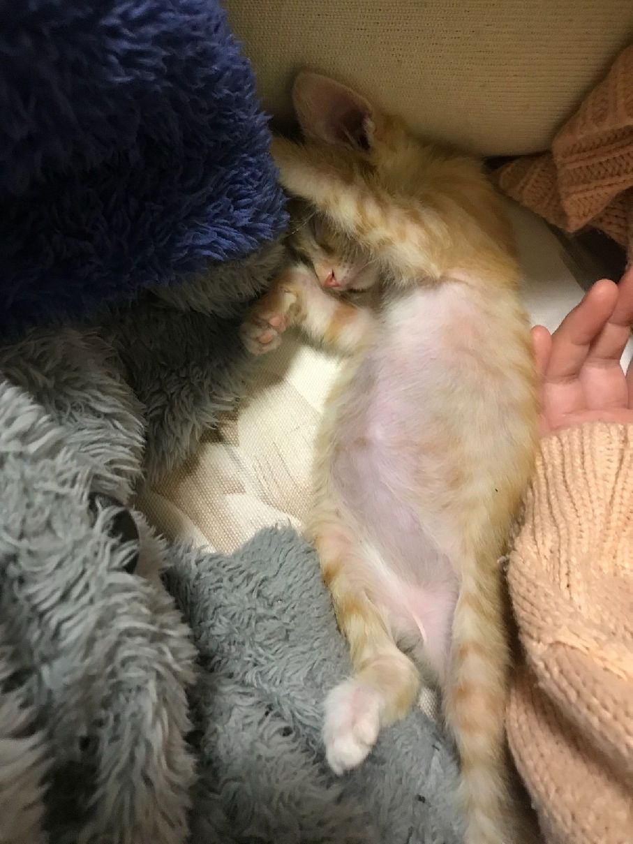 猫图片|宠物猫|猫咪|