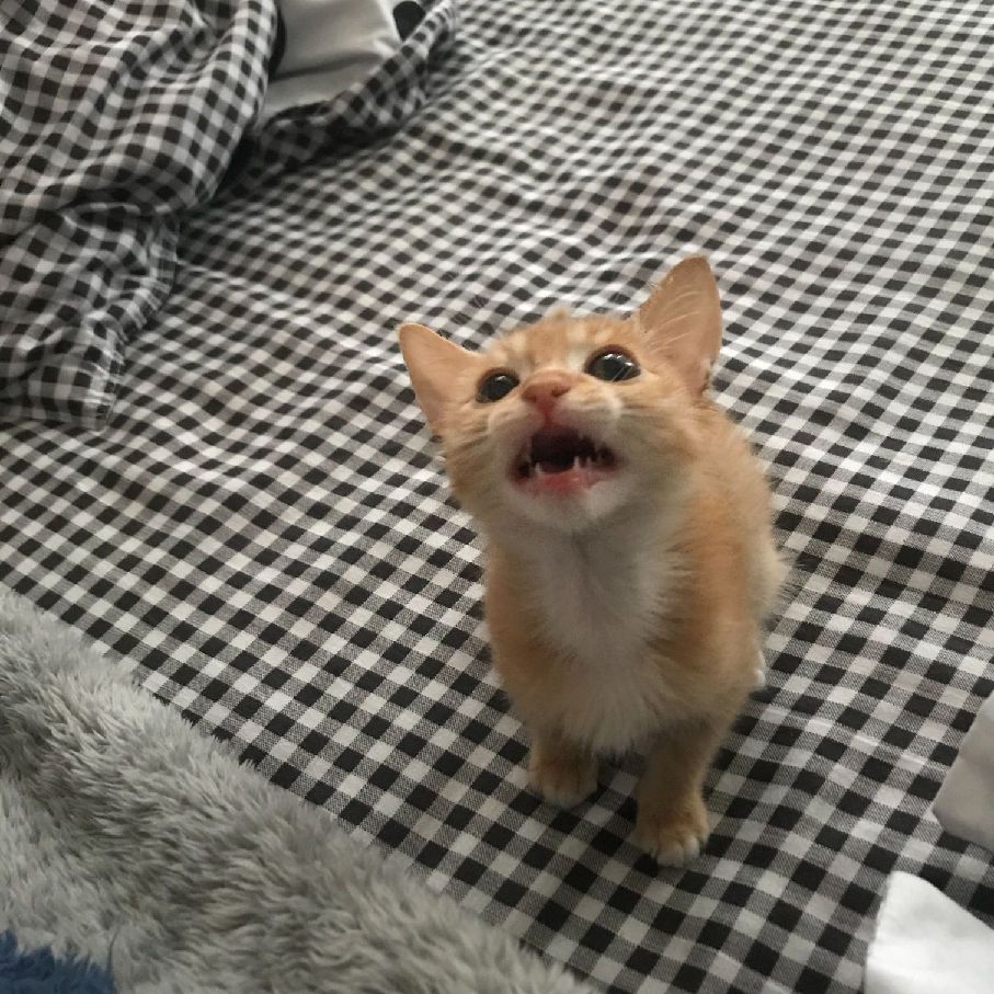 猫图片|宠物猫|猫咪|