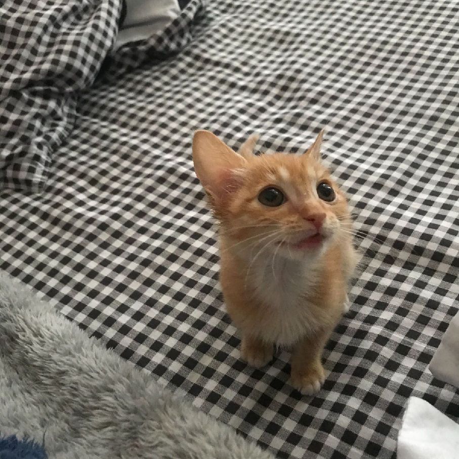 猫图片|宠物猫|猫咪|