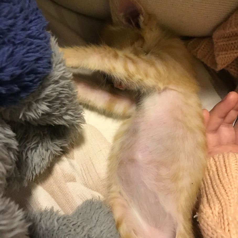 猫图片|宠物猫|猫咪|