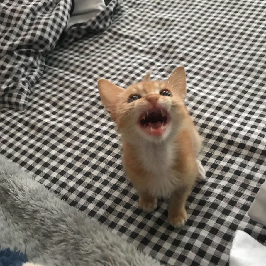 猫图片|宠物猫|猫咪|