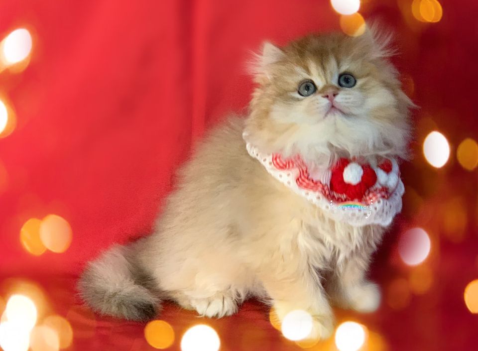 猫图片|宠物猫|猫咪|