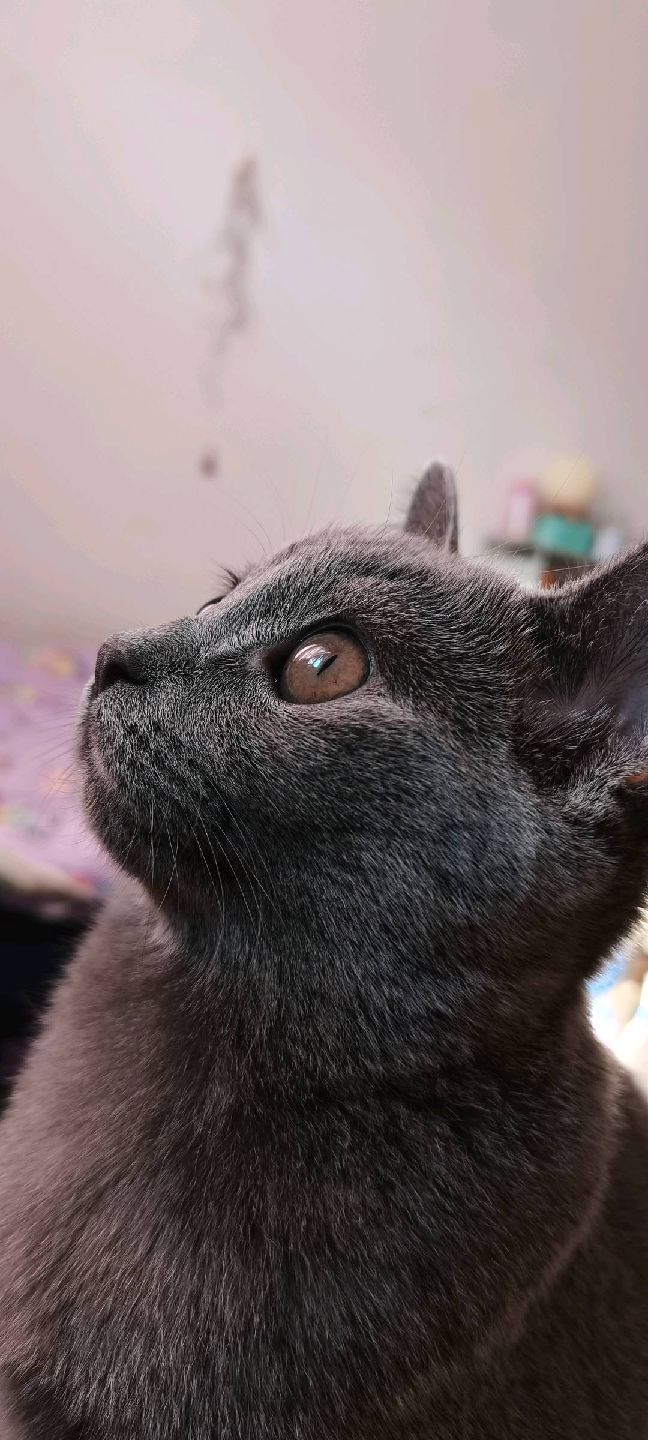 猫图片|宠物猫|猫咪|