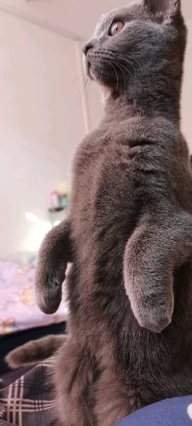 猫图片|宠物猫|猫咪|