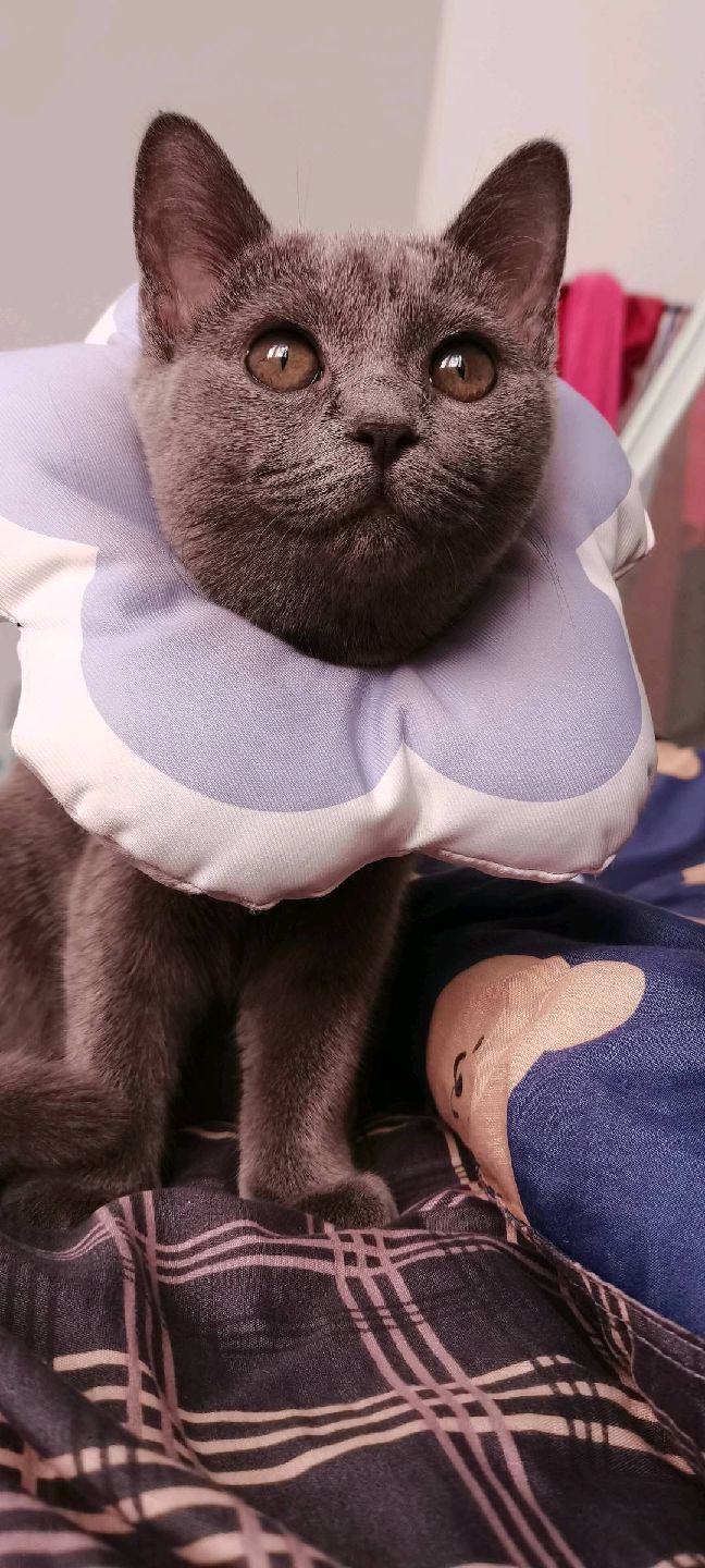 猫图片|宠物猫|猫咪|