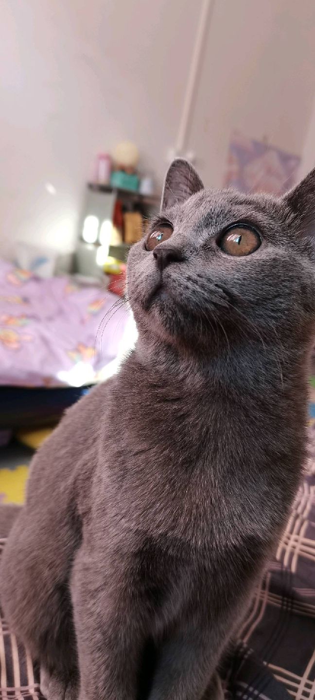 猫图片|宠物猫|猫咪|