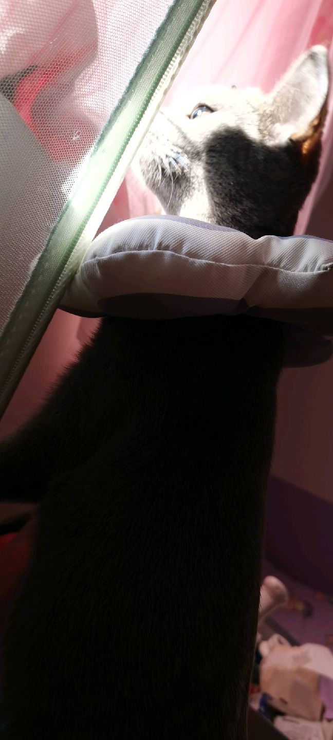 猫图片|宠物猫|猫咪|