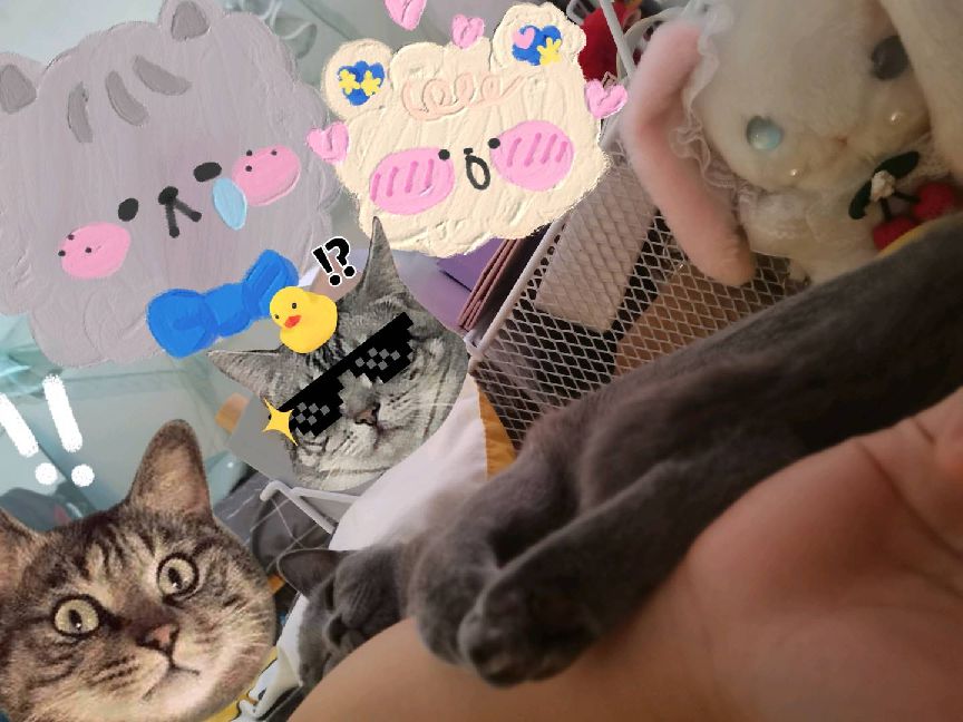 猫图片|宠物猫|猫咪|