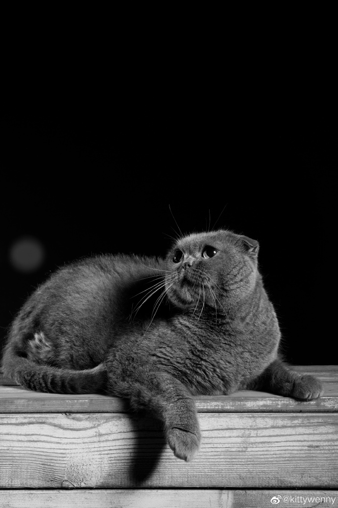 猫图片|宠物猫|猫咪|