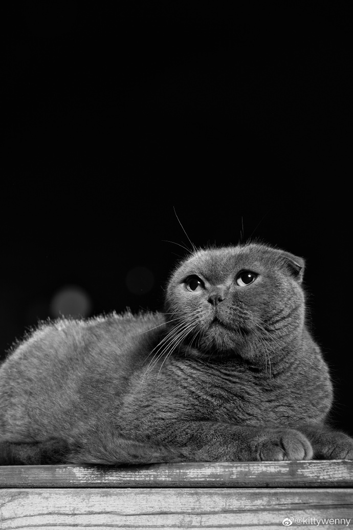 猫图片|宠物猫|猫咪|