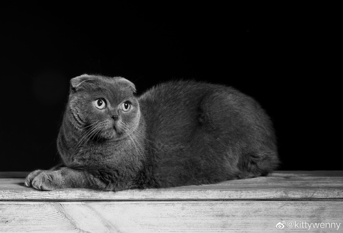 猫图片|宠物猫|猫咪|