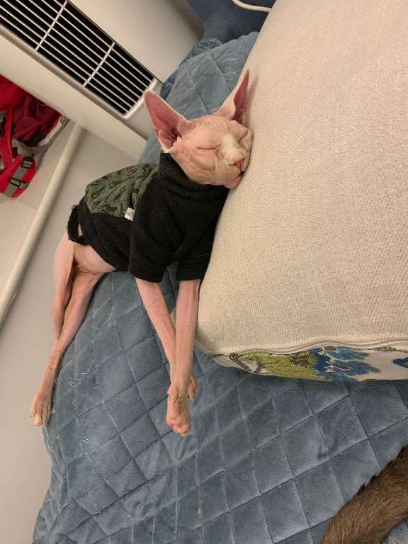 猫图片|宠物猫|猫咪|