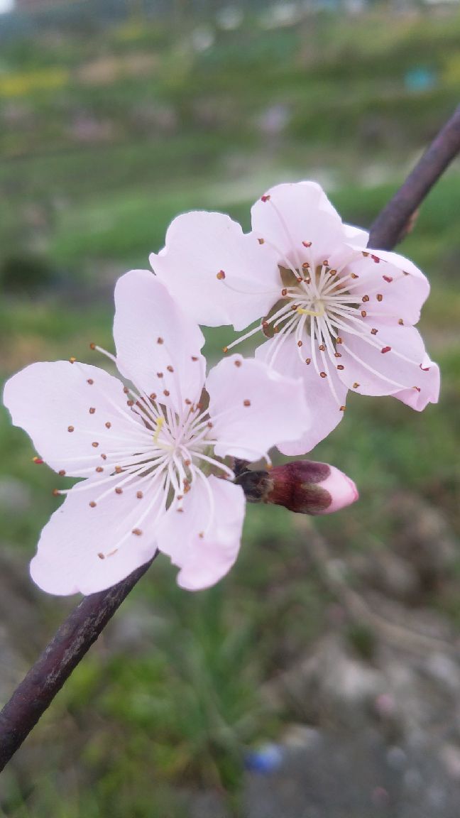 猫图片|宠物猫|猫咪|