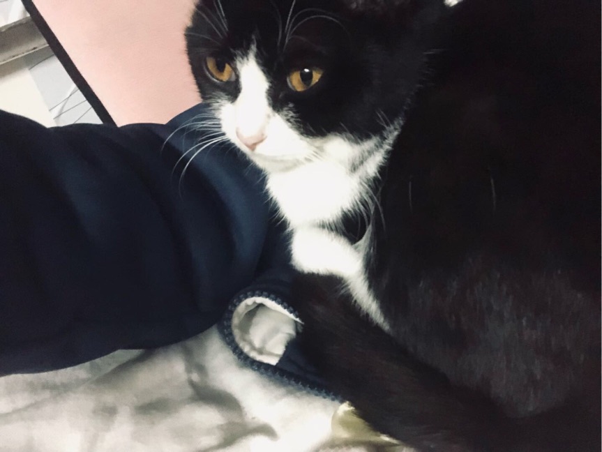 猫图片|宠物猫|猫咪|