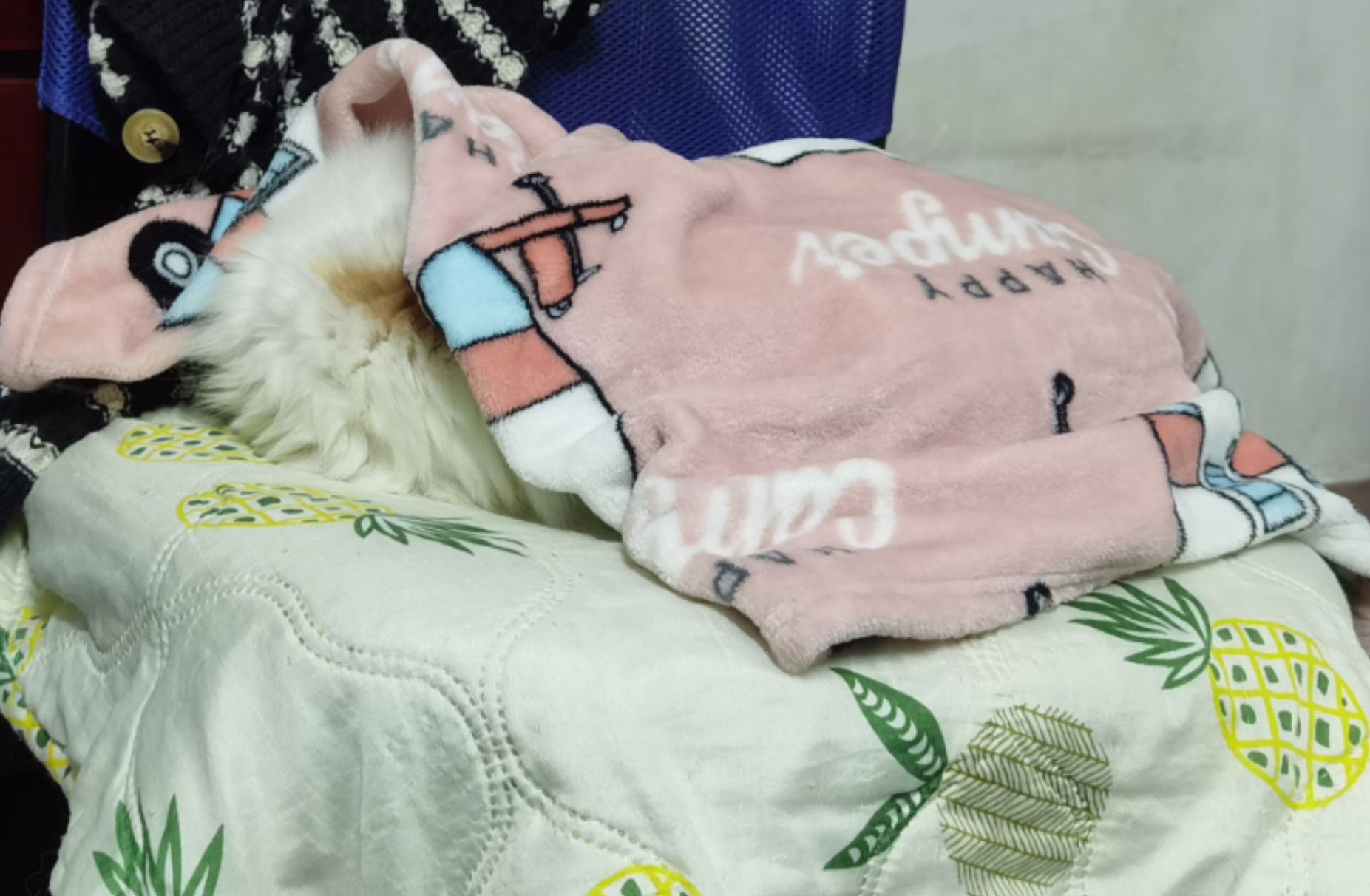 猫图片|宠物猫|猫咪|