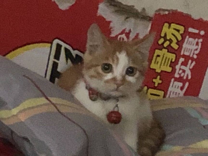 猫图片|宠物猫|猫咪|