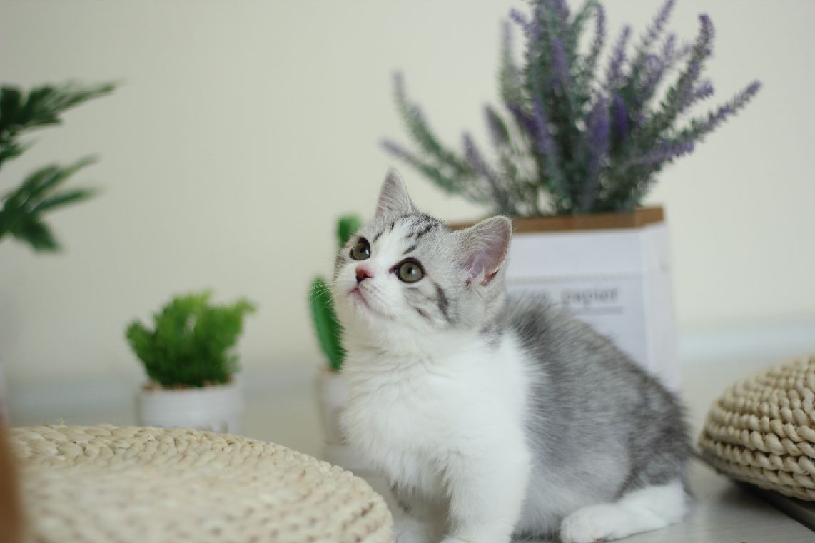 猫图片|宠物猫|猫咪|