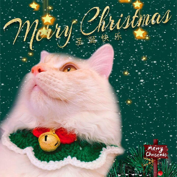 猫图片|宠物猫|猫咪|