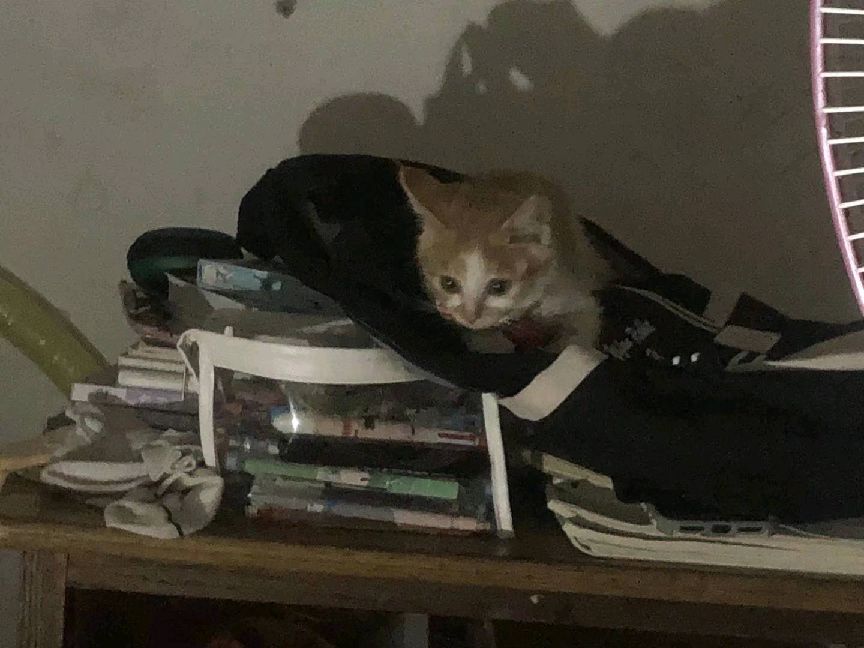 猫图片|宠物猫|猫咪|