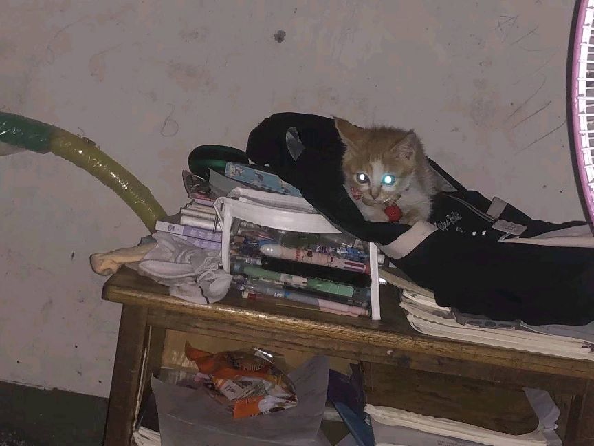 猫图片|宠物猫|猫咪|