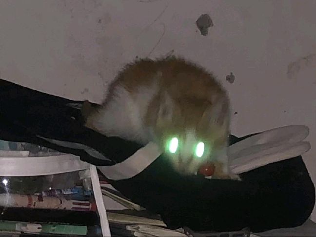 猫图片|宠物猫|猫咪|