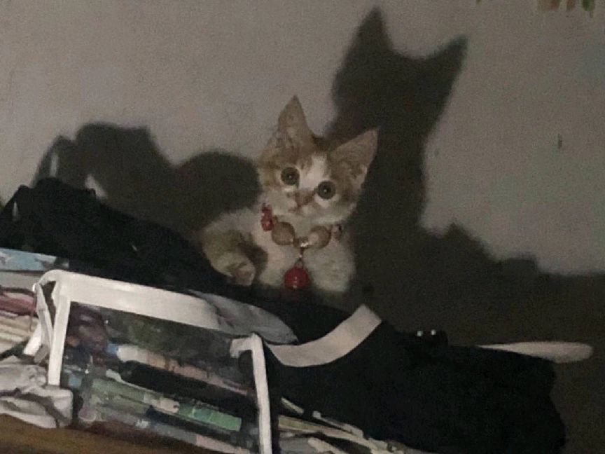 猫图片|宠物猫|猫咪|