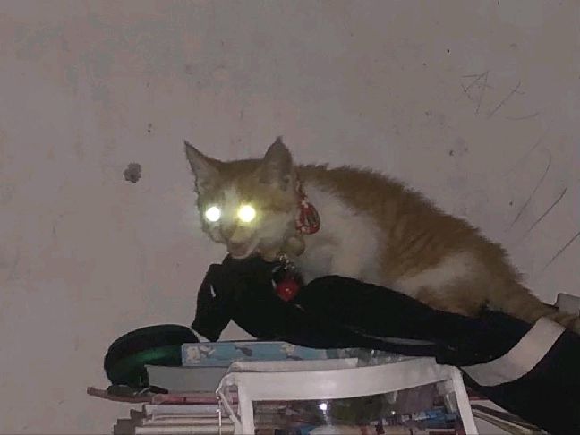 猫图片|宠物猫|猫咪|