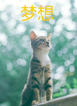 猫图片|宠物猫|猫咪|