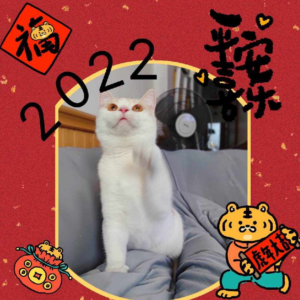 猫图片|宠物猫|猫咪|